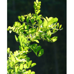 洋槐树叶子图片