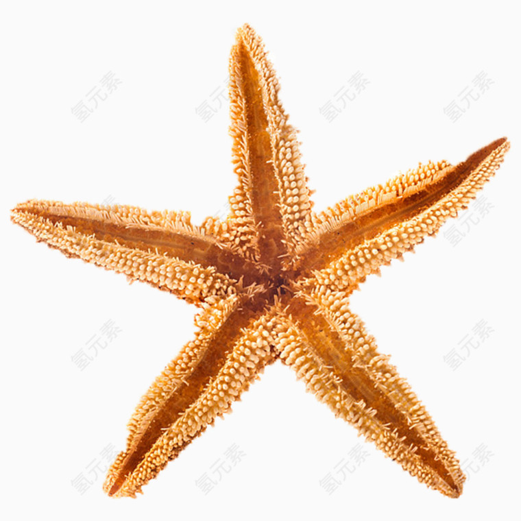 干燥的海星