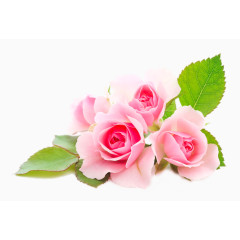 三朵粉色的玫瑰花