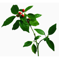 树枝上的新鲜红枣