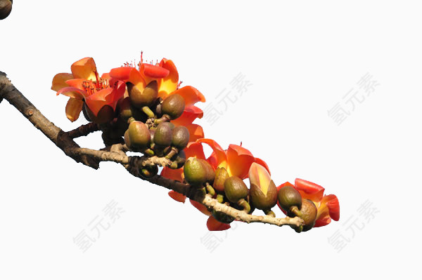 红色木棉花高清图片