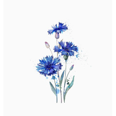 2017手绘水彩矢车菊