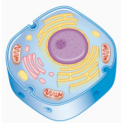 细胞结构插图
