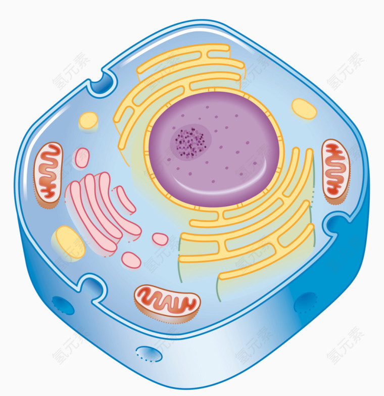 细胞结构插图