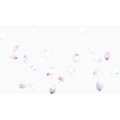 撒花花瓣手绘线稿