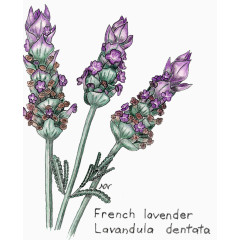 手绘薰衣草