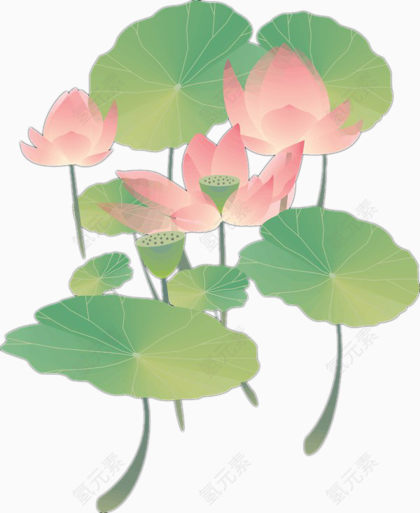 典雅荷花