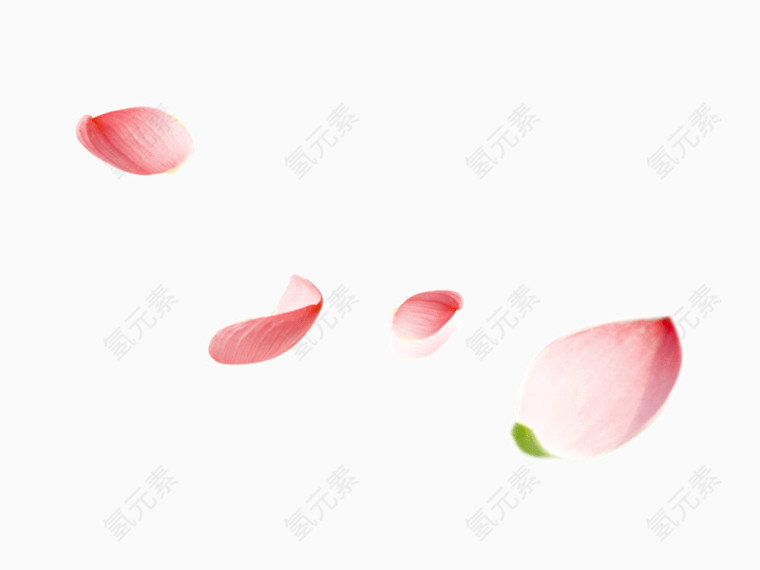 花瓣鲜花