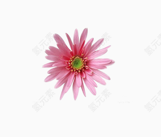粉色的小花儿