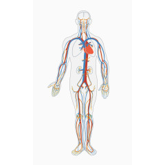 人体血液循环系统