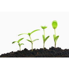 幼芽生长过程图