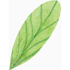 一片脉路清晰的绿叶