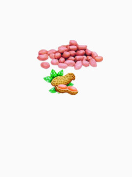 优质花生米