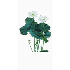中国风荷花