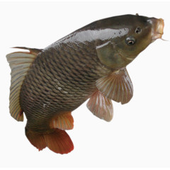 鲤鱼