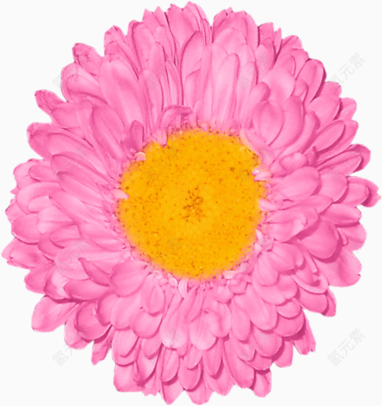 黄蕊红花