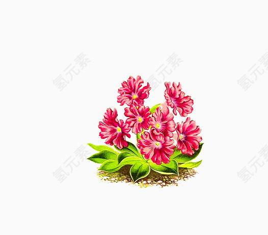 粉色小雏菊