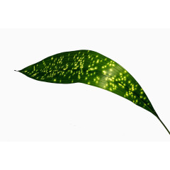 花粽子叶高清图片