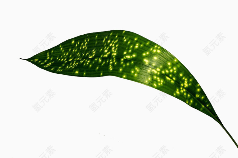 花粽子叶高清图片