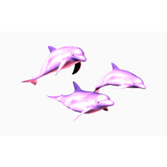 粉红海豚