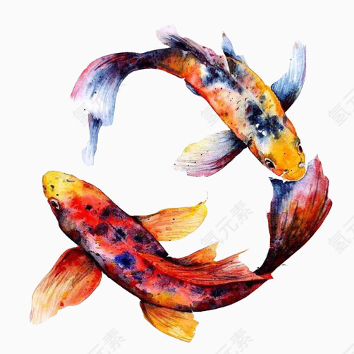 锦鲤盘旋游动素材图片