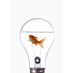 灯泡里的金鱼