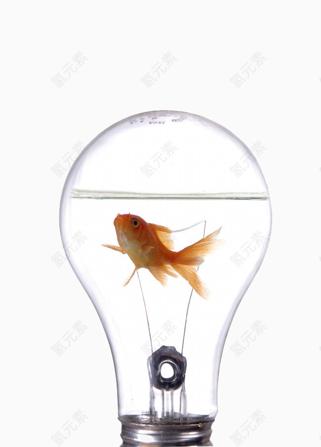 灯泡里的金鱼