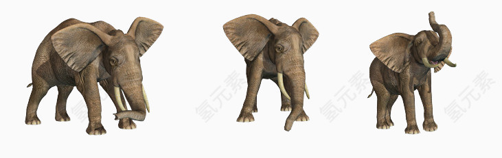 不同角度大象