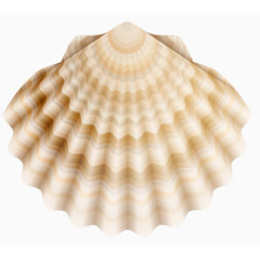 海洋生物贝壳免抠素材