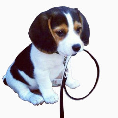 咬着绳子的小狗