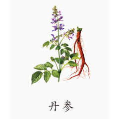 丹参药材免抠素材