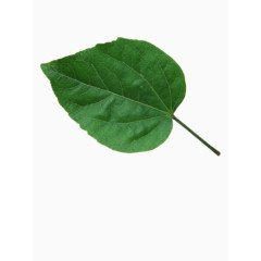 安静的树叶免抠素材