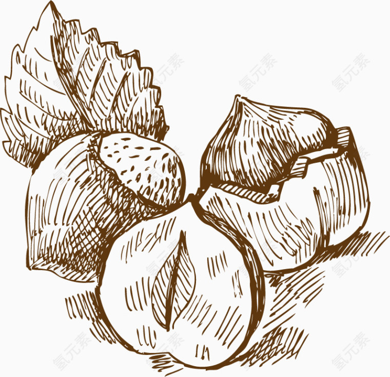 坚果手绘素描