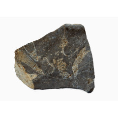 黑色地质层化石