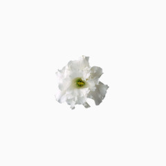 美丽花卉