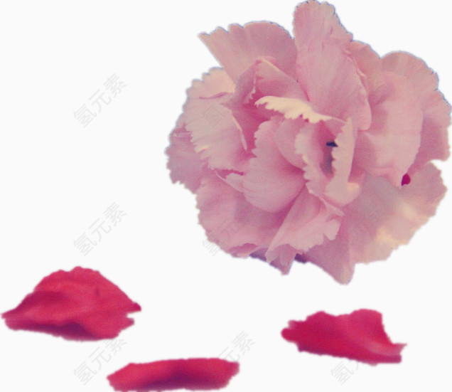 康乃馨花瓣花朵