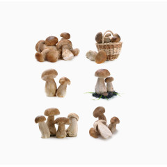 各种各样的蘑菇