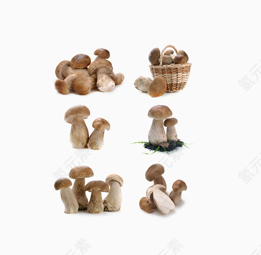 各种各样的蘑菇