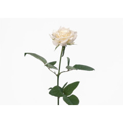 淘宝天猫设计 男装 女装 花朵 花束 鲜花 清新