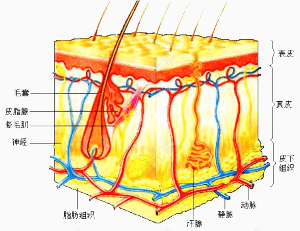 生物学知识皮肤组织