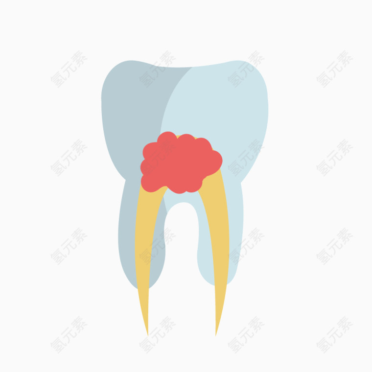 矢量牙齿模型