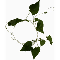 墨绿色植物装饰