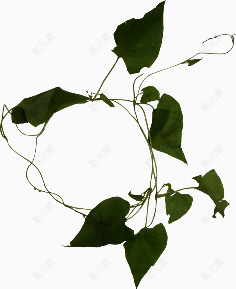 墨绿色植物装饰