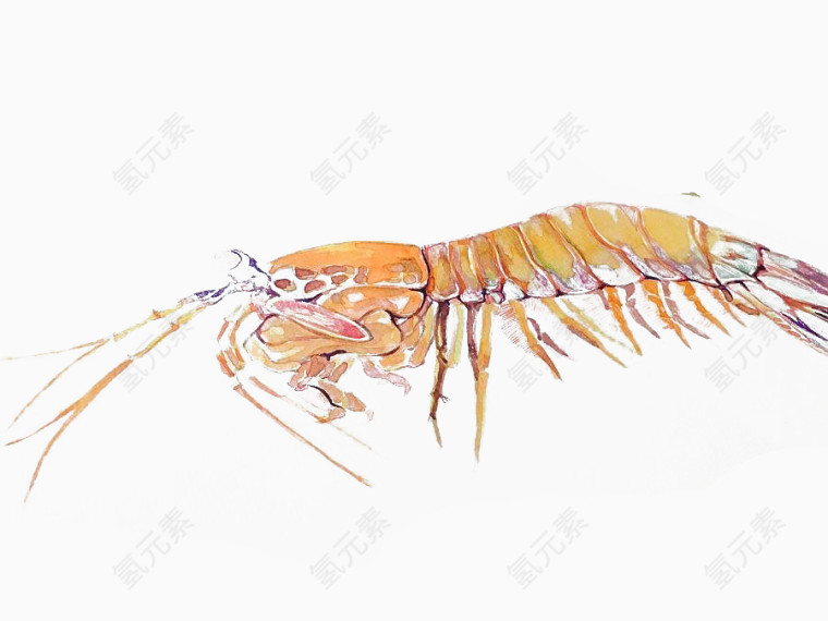 手绘皮皮虾