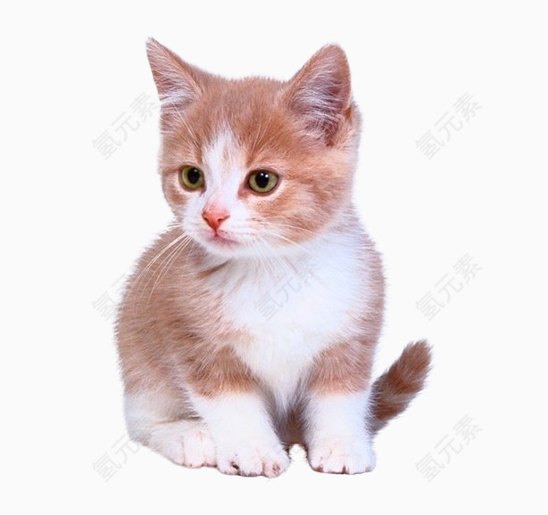 可爱的小猫