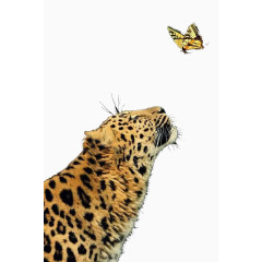 凶猛猎豹