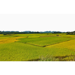 一望无际的稻谷