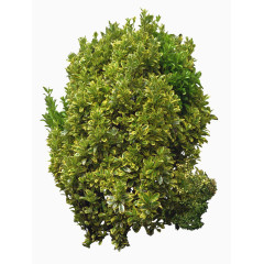 园林景观效果元素灌木小叶黄杨