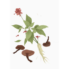 创意手绘人参果子