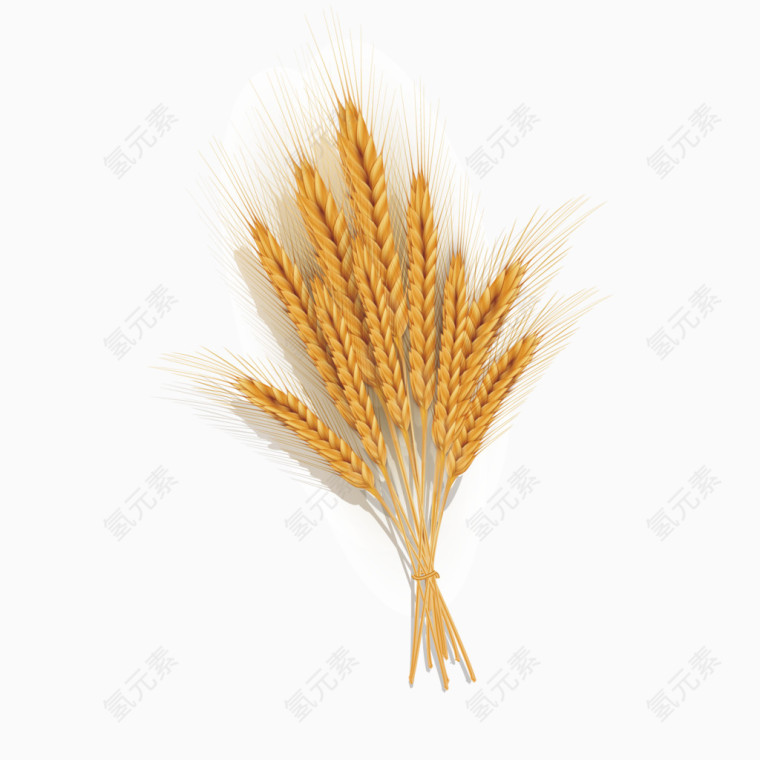 麦穗